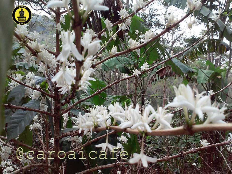 Floración de cafetales