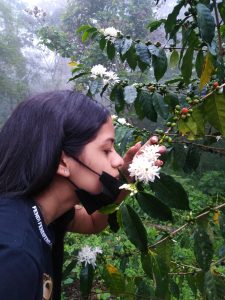 Señorita disfrutando de la fragancia de las flores de café en el cultivo de Caroai Café.