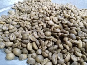 Café verde de la finca Los Nonnos, mcpo. Guásimos, Táchira