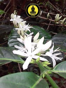 El café de origen es de mayor calidad y deberías elegirlo por sus destacados sabores y aromas. además de apoyar directamente al productor.