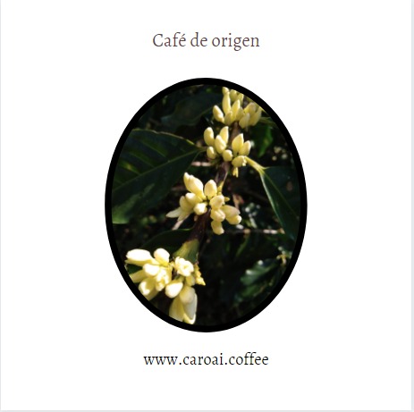 Flores de café del cultivo de Caroai Café. Café de origen