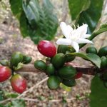Cerezas de café verdes y madura con flor - Café tostado en grano y molido