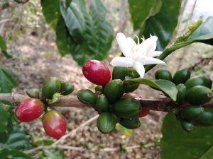 Cerezas de café verdes y madura con flor - Turismo y café