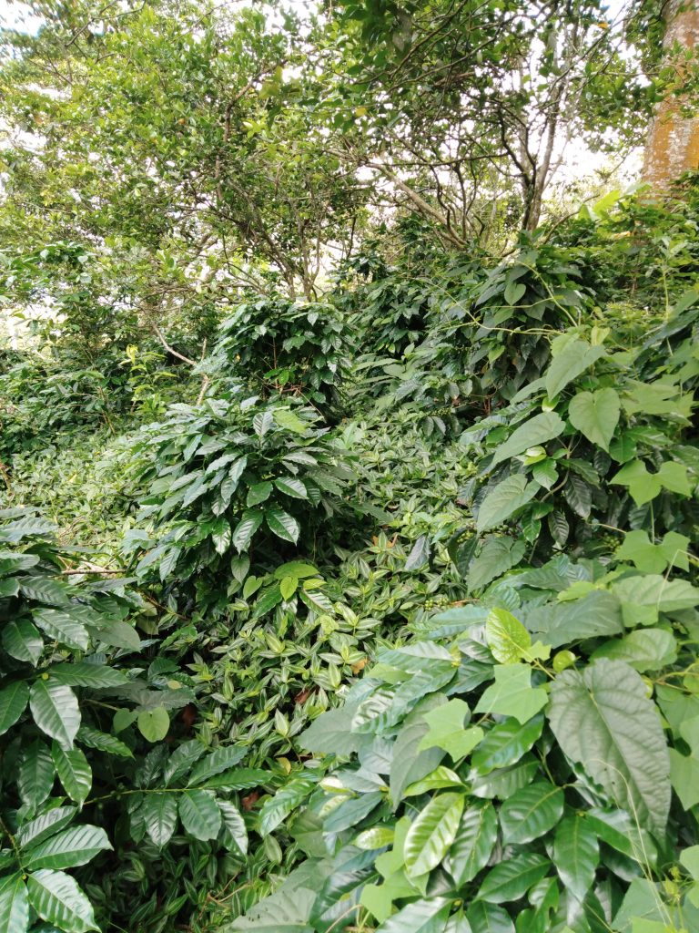 Cultivo de café - turismo y café