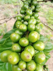 El café frecuentemente es abonado con fertilizantes agrícolas.