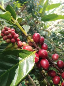 Cerezas de café maduras listas para ser cosechadas.