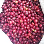 Cerezas de café cultivadas con fertilizante orgánico