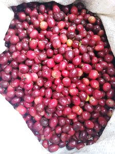 Cerezas de café cultivadas con fertilizantes orgánicos - Leonardita