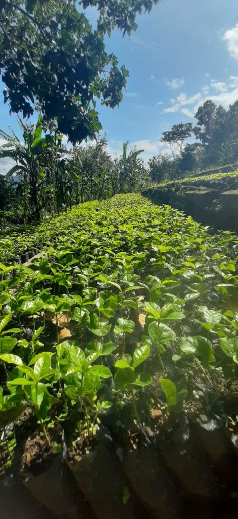 Plantulas de cafe en vivero