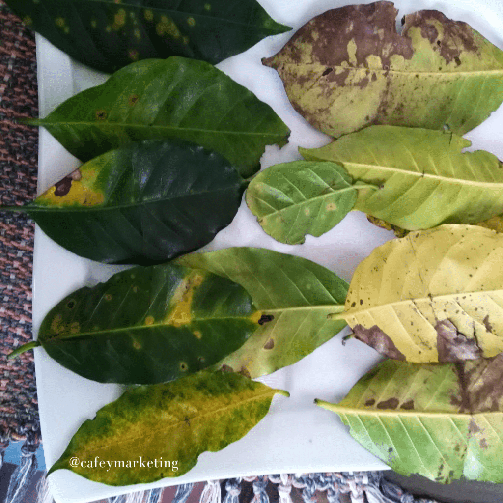 Desinfección agrícola y pecuaria. Eliminar Roya del café