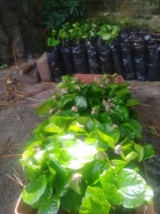 Plántulas de variedad Typica en vivero. Caroai Café
