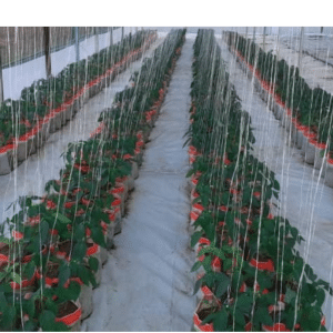 Cultivo de pimentones en invernaderos.
