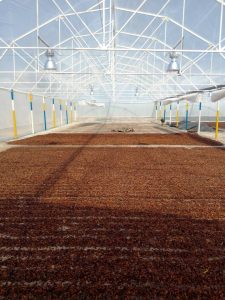 Invernadero utilizado para el secado de cacao
