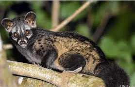 En la imagen tenemos una Civeta de las palmeras, este animal come cerezas de café. El café más caro del mundo.